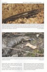 The Abels Volume 2 Page 31